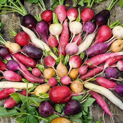 Radish Heirloom Mix Seeds for Home Garden Planting
