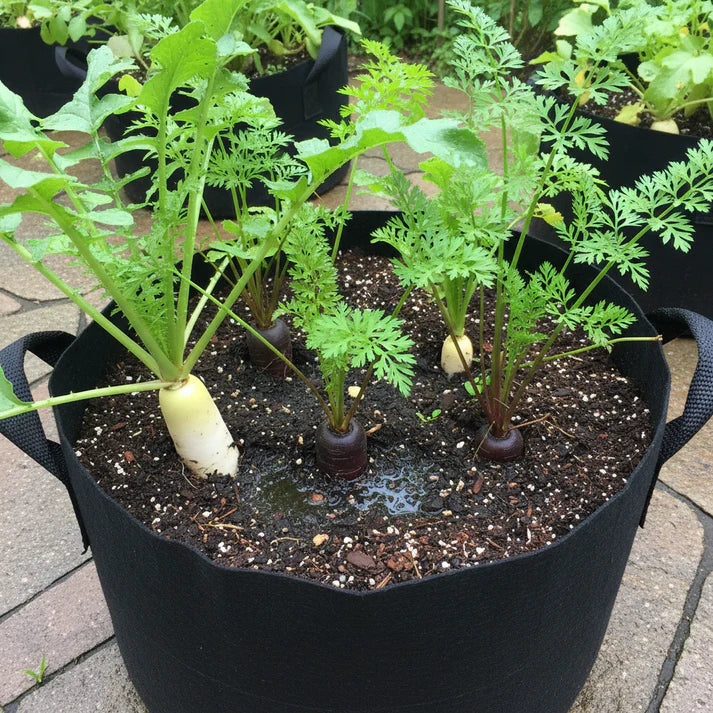 Black Spanish Long Radish Seeds – Heirloom Root Vegetable