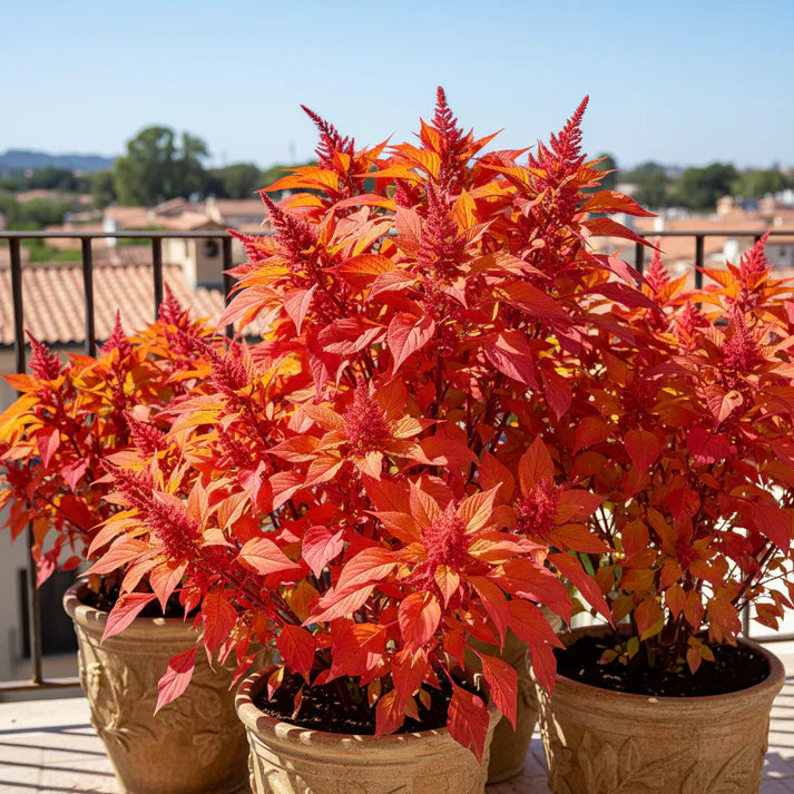 Amaranth Bicolor Illumination Seeds for Planting