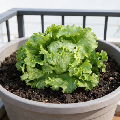 Webbs Wonderful Lettuce Seeds