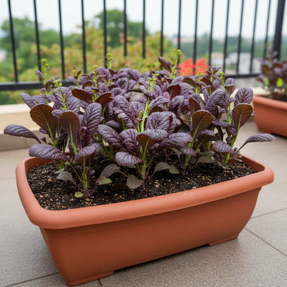 Osaka Purple Mustard Seeds for Home Garden