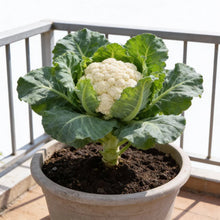 Alpha Cauliflower Seeds for Home Garden