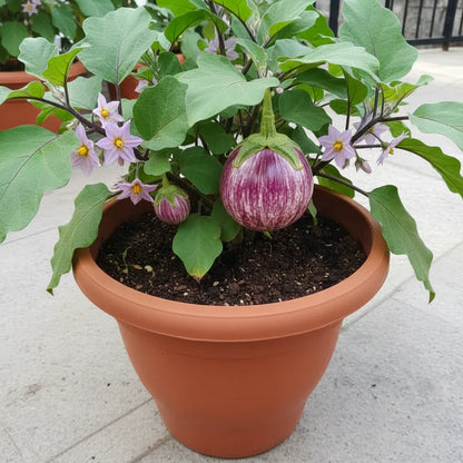 Eggplant Rosa Bianca Seeds for Home Garden