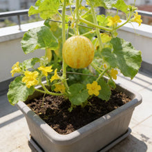 Cucumber Crystal Lemon Seeds – Heirloom Round Yellow Cucumber Seeds for Home Garden