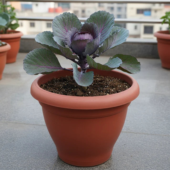 Ole Timey Blue Collards Vegetable Seeds