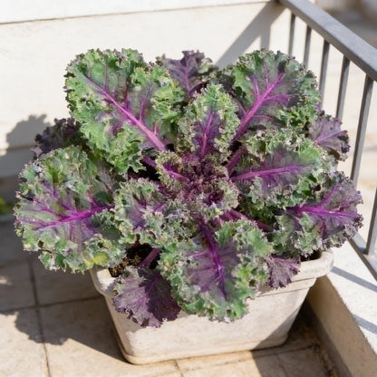 Red Kale Vegetable Seeds for Garden Planting