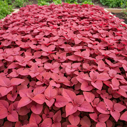 Amaranth Heirloom Mix Vegetable Seeds for Planting