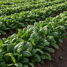 Regiment Spinach Seeds for Home Garden