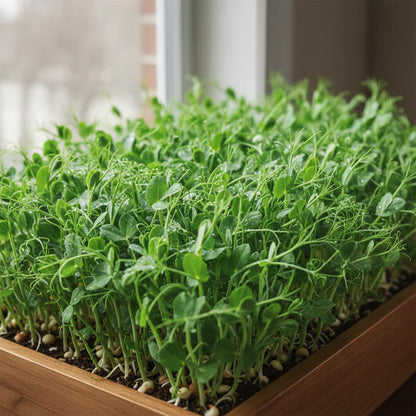 Pea Shoots Seeds for Home Garden