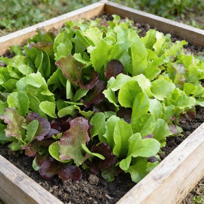Mesclun Lettuce Seeds for Planting – Mixed Leaf