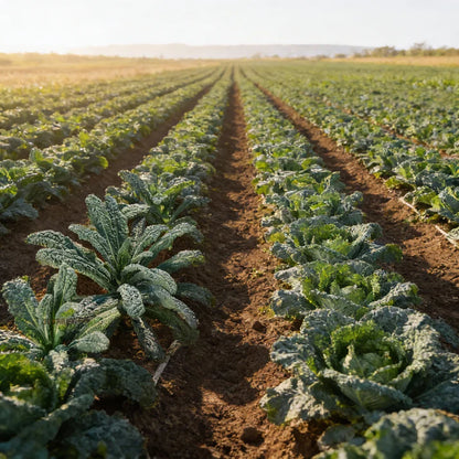 Yurok F1 Hybrid Kale Seeds