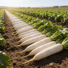 Tillage Radish Seeds for Planting