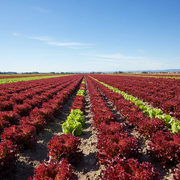 Red Ruble Kale Seeds for Garden Planting