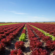 Red Ruble Kale Seeds for Garden Planting