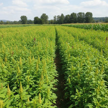 Green Thumb Amaranth Seeds for Planting