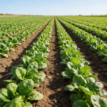 Corvair Spinach Seeds for Home Garden