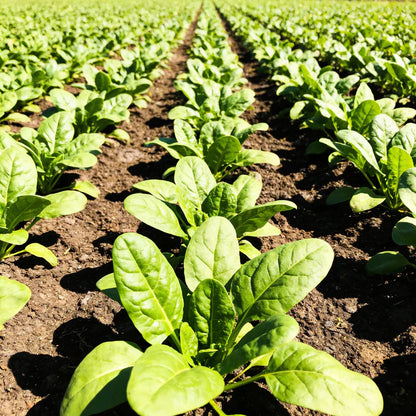 Indian Summer Spinach Seeds for Home Garden