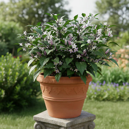 Pepper Buena Mulata Seeds for Home Gardening