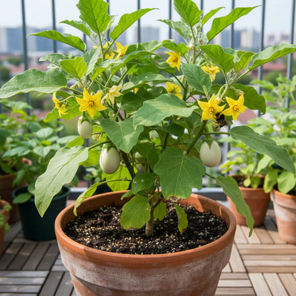 Brinjal F1 Hybrid White Vegetable Seeds for Planting