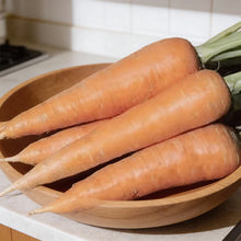 Scarlet Nantes Carrot Seeds Sweet Crisp Home Garden Variety