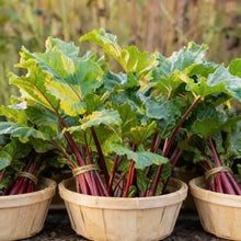 Rhubarb Leafy Vegetable Seeds for Planting