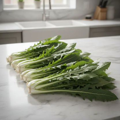 Italian Dandelion Chicory Seeds for Planting
