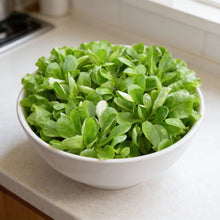 Mache Corn Salad Lettuce Seeds