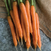 Nelson Hybrid Carrot Seeds – Sweet Crisp Garden Carrots