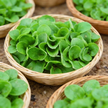 Lambs Lettuce Verte De Cambrai Seeds for Planting