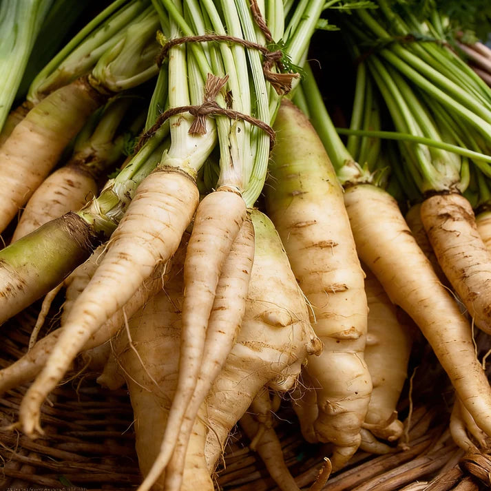 Parsnip Hollow Vegetable Seeds for Planting