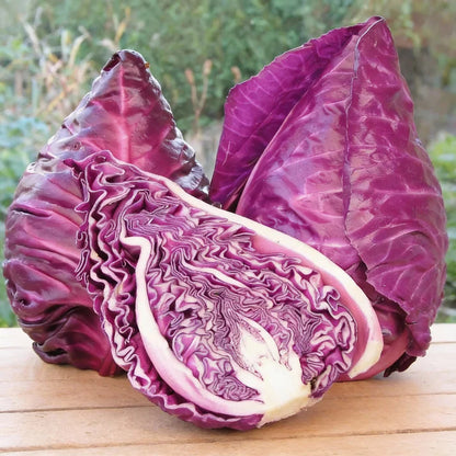 Kalibos Red Cabbage Seeds