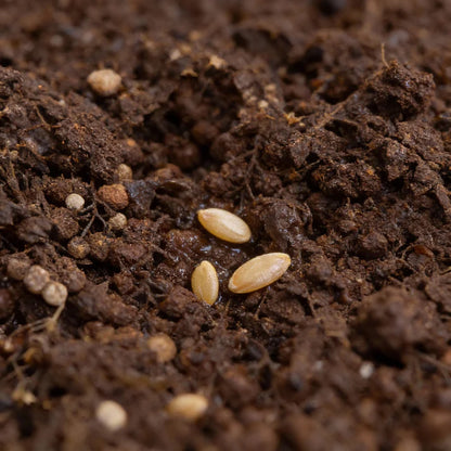 Tomato Totem Seeds – Compact Tomato Seeds for Home Garden