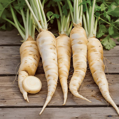 Parsnip Imperial Crown Vegetable Seeds for Planting