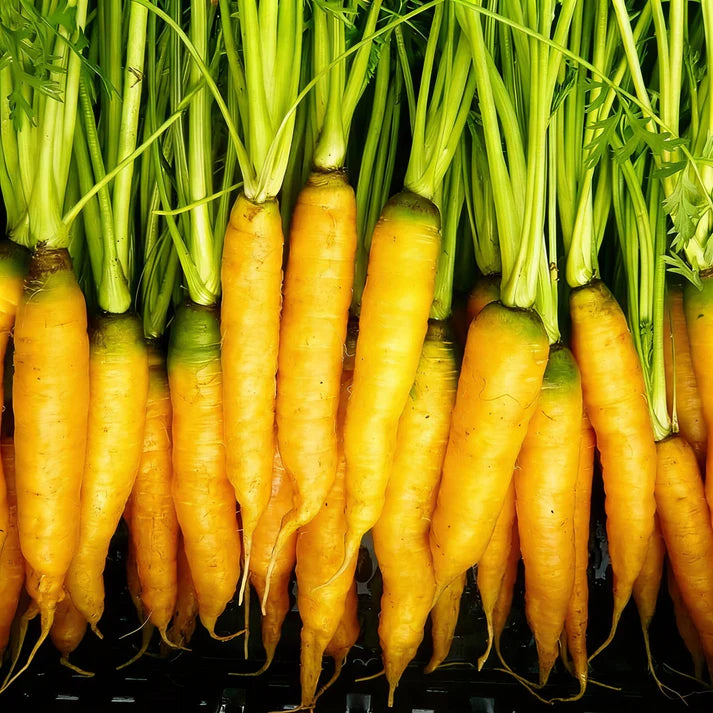 Yellowstone Yellow Carrot Seeds – Sweet Garden Carrot Seeds