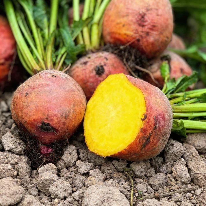 Burpee's Golden Beetroot Heirloom Seeds for Planting