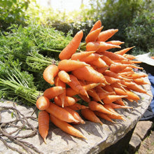 Carrot Chantenay Red Cored Seeds for Planting