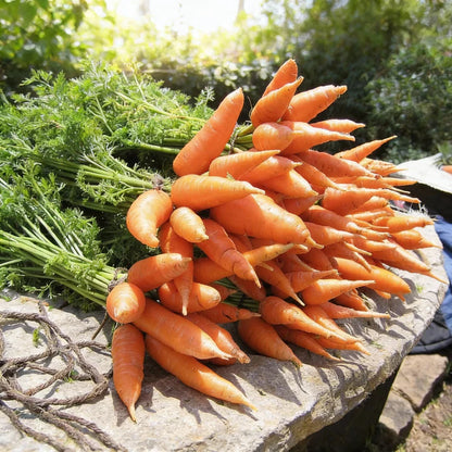 Carrot Chantenay Red Cored Seeds for Planting