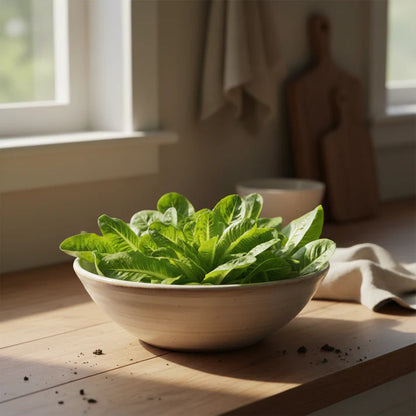 Strela Green Lettuce Seeds for Home Gardens