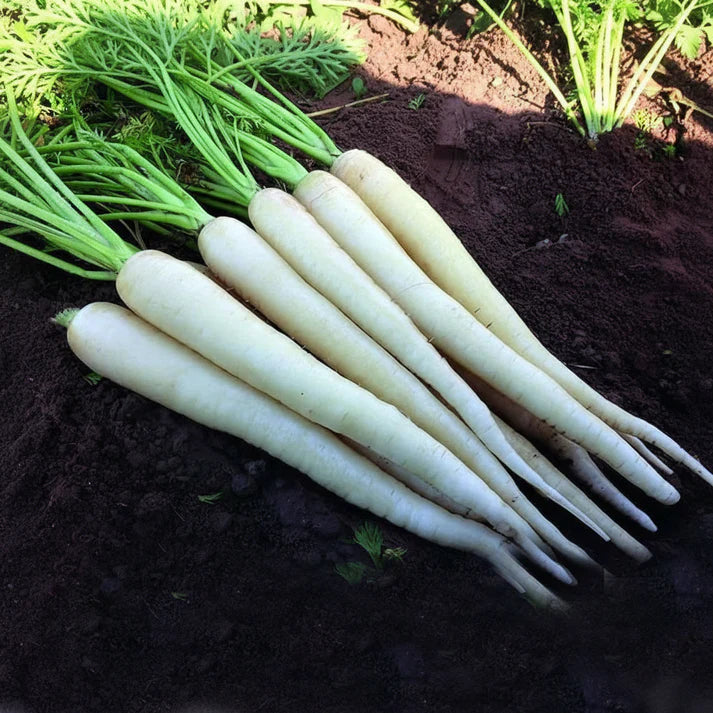 Lunar White Carrot Seeds Heirloom White Carrot Variety