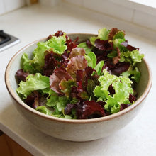 Lettuce Mixed Baby Leaf Seeds for Home Garden