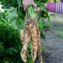 Gladiator F1 Parsnip Vegetable Seeds for Planting