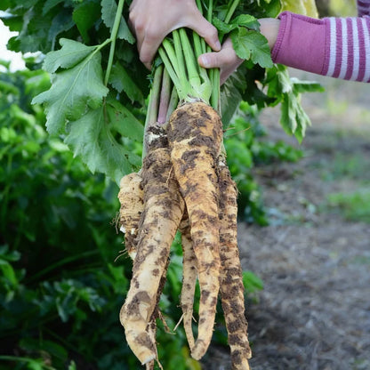 Gladiator F1 Parsnip Vegetable Seeds for Planting