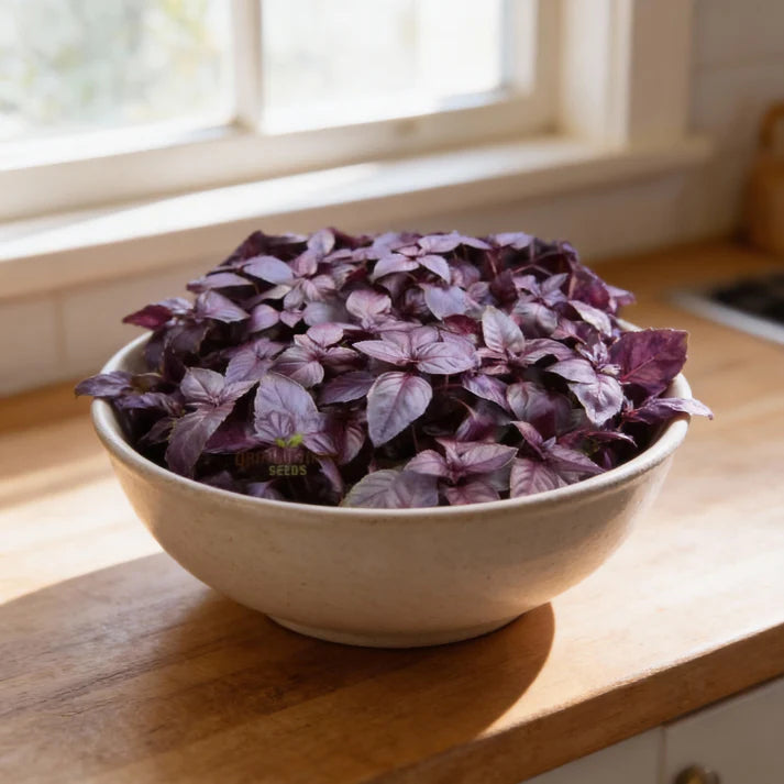 Dark Red Opal Basil Seeds for Home Gardens
