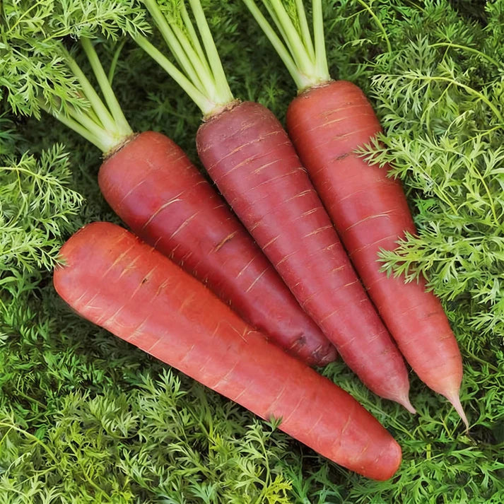 Carrot Ruby Queen F1 Seeds for Home Garden Planting