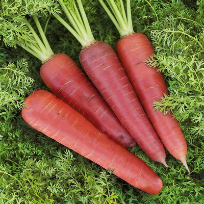 Carrot Ruby Queen F1 Seeds for Home Garden Planting