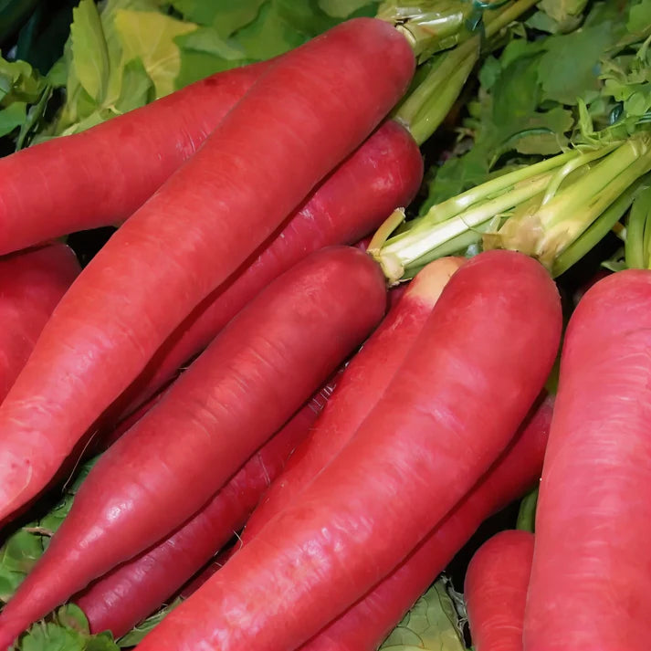 Red Radish Seeds for Home Gardening