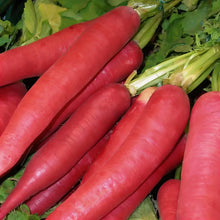 Red Radish Seeds for Home Gardening