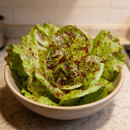 Freckles Lettuce Seeds for Home Garden