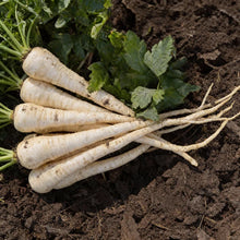 Parsnip Victor F1 Vegetable Seeds for Planting