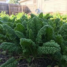 Bloomsdale Spinach Seeds for Home Garden